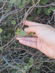 Muehlenbeckia complexa complexa