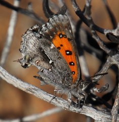 Phasis clavum clavum