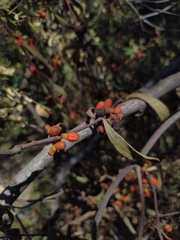 Maytenus phyllanthoides