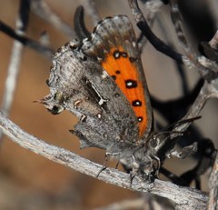 Phasis clavum clavum