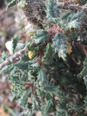 Forsskaolea