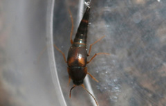 Sepedophilus littoreus