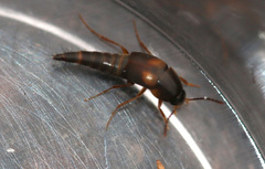 Sepedophilus littoreus