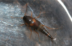 Sepedophilus littoreus
