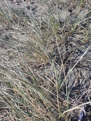 Spinifex sericeus