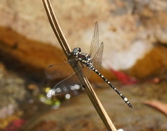 Eusynthemis brevistyla