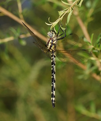 Eusynthemis brevistyla