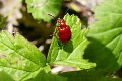 Lilioceris merdigera