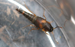 Sepedophilus littoreus
