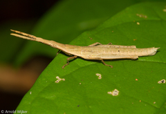 Pyrgomorphidae