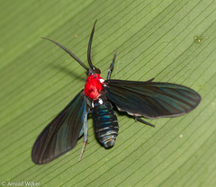 Psoloptera thoracica