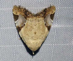 Pseudeustrotia semialba