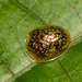 Microctenochira reticularis - Photo (c) Arnold Wijker, algunos derechos reservados (CC BY-NC), subido por Arnold Wijker