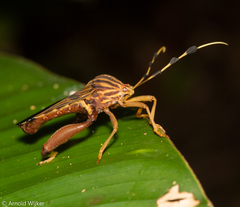 Spathophora biclavata
