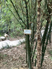 Bambusa tuldoides