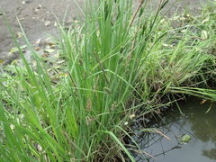 Carex thunbergii