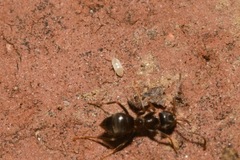 Cyphoderus