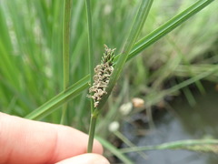 Carex thunbergii