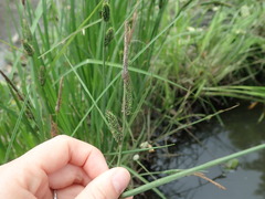 Carex thunbergii