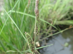 Carex thunbergii