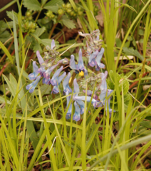 Corydalis turtschaninovii