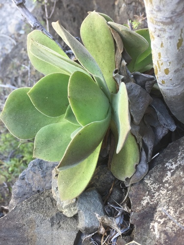 Aeonium canariense
