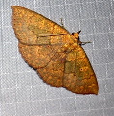 Singara diversalis
