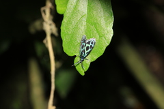 Clelea formosana