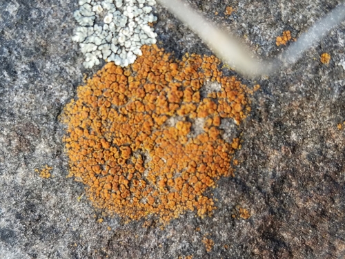Orange Atoms