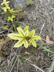 Rubus reflexus