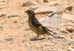 Chloris ambigua