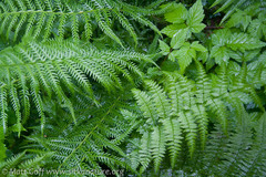 Oreopteris quelpartensis