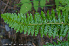 Polystichum setigerum