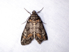 Smyriodes trigramma