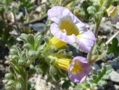 Phacelia bicolor bicolor