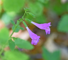 Clinopodium grandiflorum