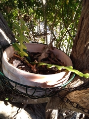 Selenicereus anthonyanus