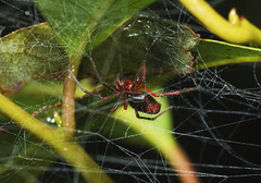 Dimidamus dimidiatus