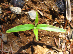 Cornus officinalis