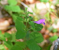 Clinopodium grandiflorum