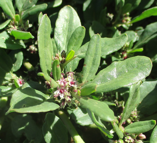 African Purslane (Zaleya pentandra)
