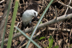 Fluvicola albiventer