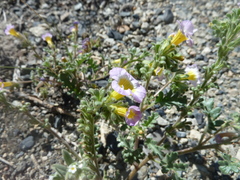 Phacelia bicolor bicolor
