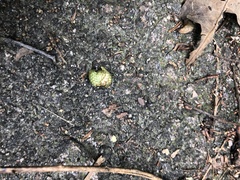 Ficus fistulosa