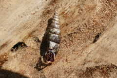 Cochlodina