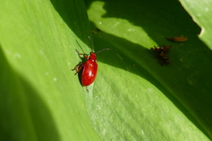 Lilioceris merdigera