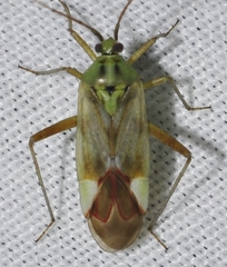 Reuterista instabilis