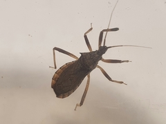 Lisarda rhypara