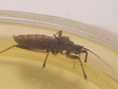 Lisarda rhypara