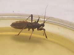 Lisarda rhypara